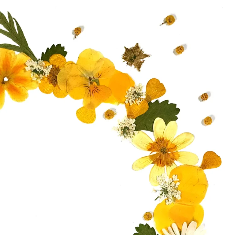 jolies fleurs jaunes et blanches pressées et collées en arc de rond