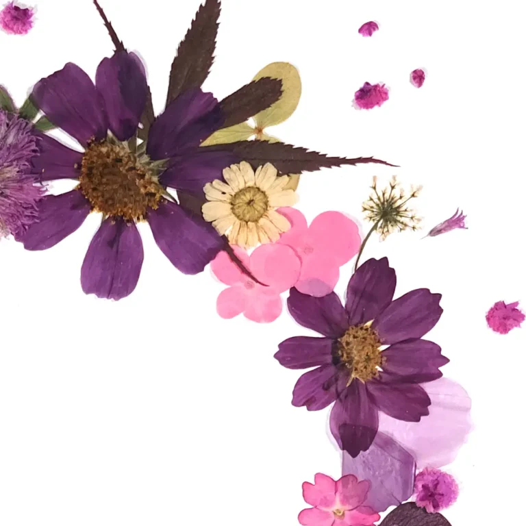 cosmos et érable en fleur pressées poétique et doux