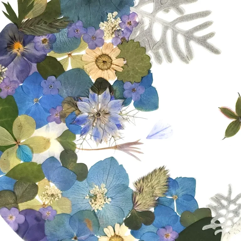 camaïeu de fleurs bleues pressées nigelle, hortensia, en herbier de fleurs