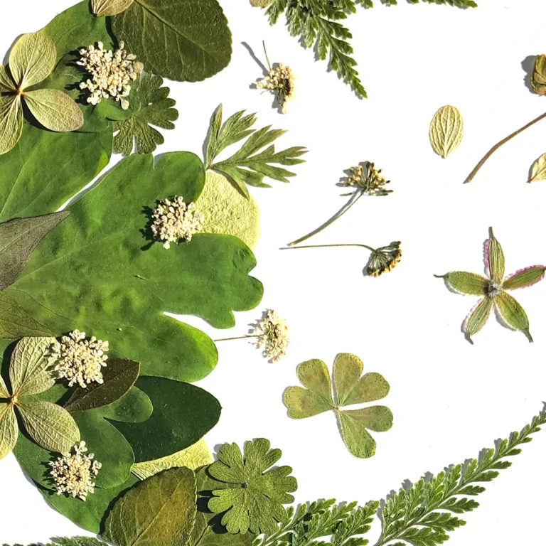 Herbier floral aux fleurs vertes, végétale, fait main comme une peinture