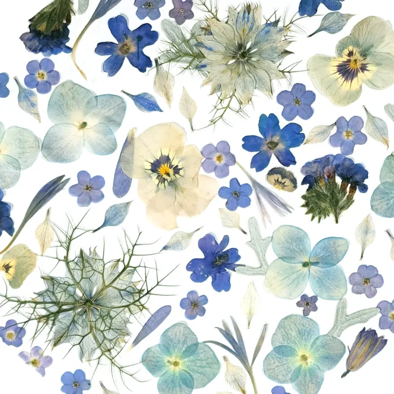 composition de fleurs pressées bleu, pensée, nigelle de Damas, hortensia, fleurs pressées et collés sur papier artisanal
