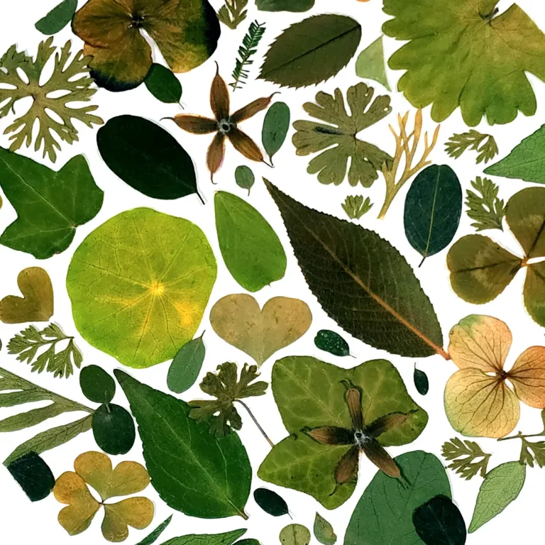 feuillages et fleurs pressées de couleur vert ambiance nature et zen