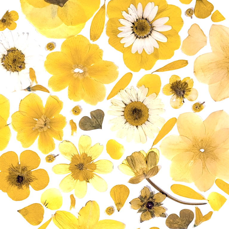 fleurs pressées jaune marguerite, fleurs des champs lumineux