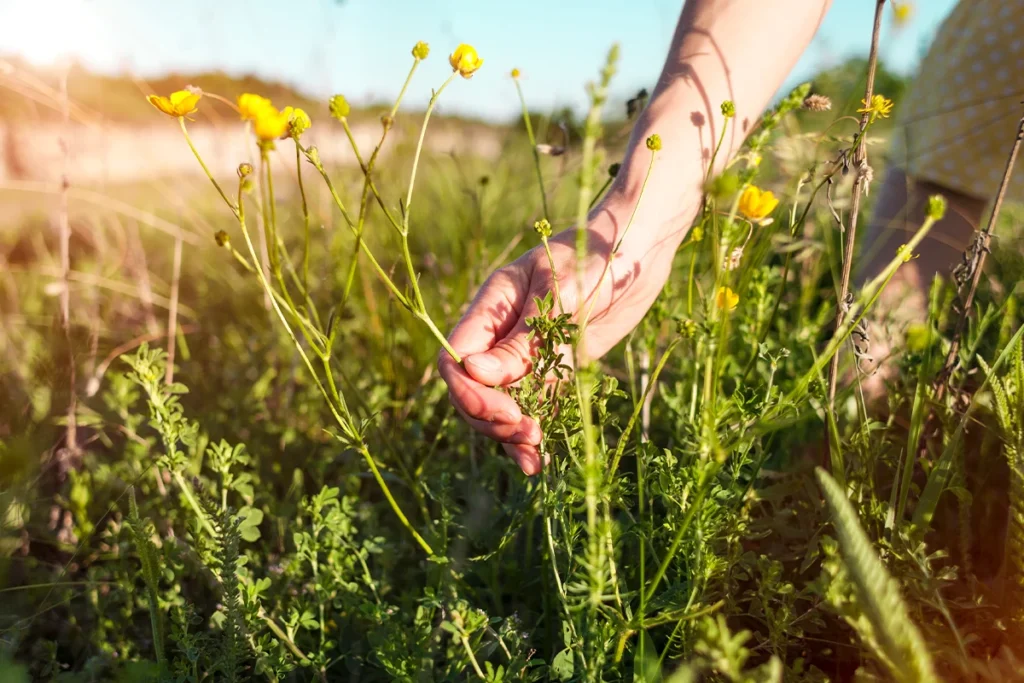 Pourquoi choisir des fleurs locales et de saison pour un herbier ?