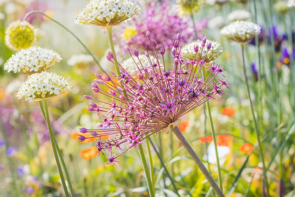 Pourquoi choisir des fleurs locales et de saison pour un herbier ?