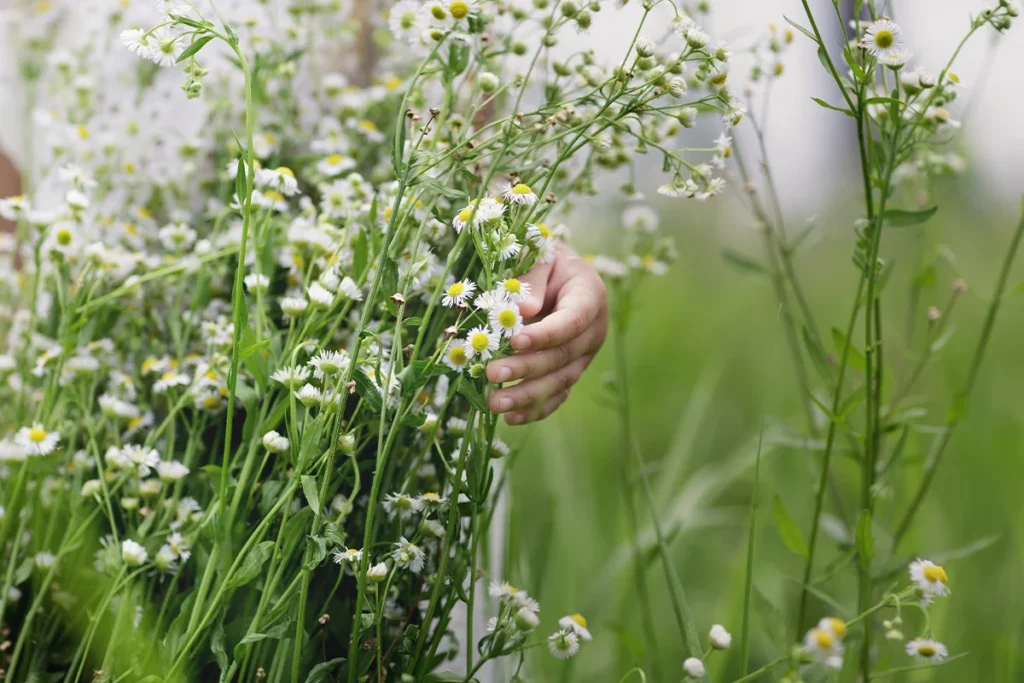 Pourquoi choisir des fleurs locales et de saison pour un herbier