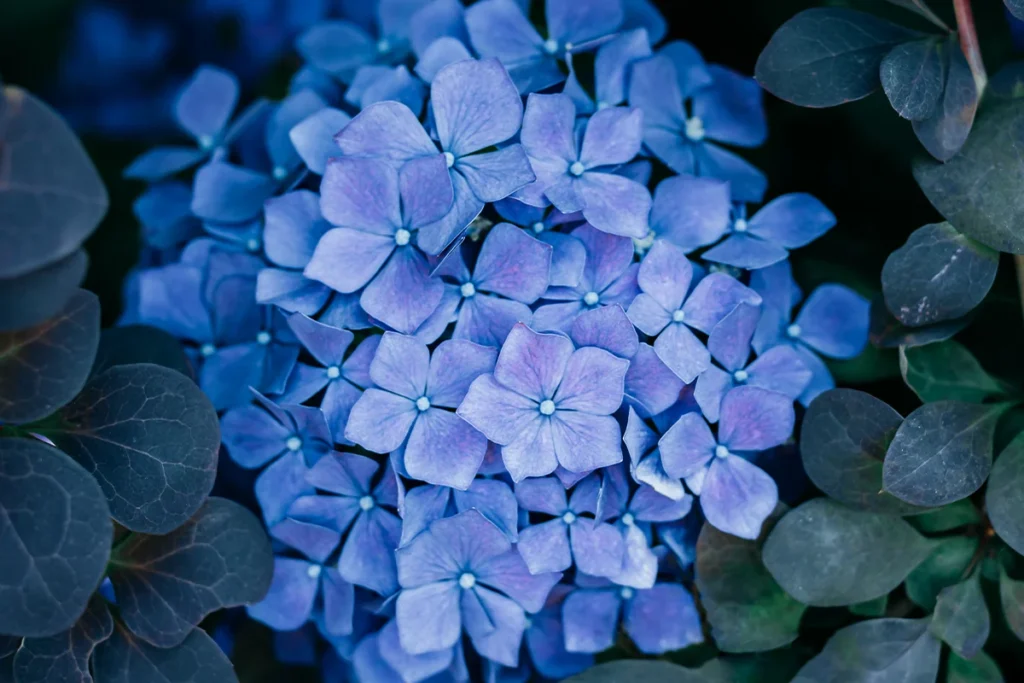 hortensia bleu herbier