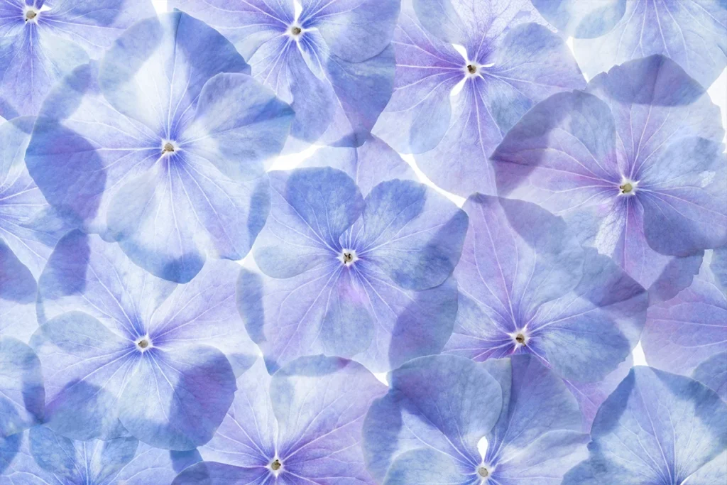 hortensia pressé