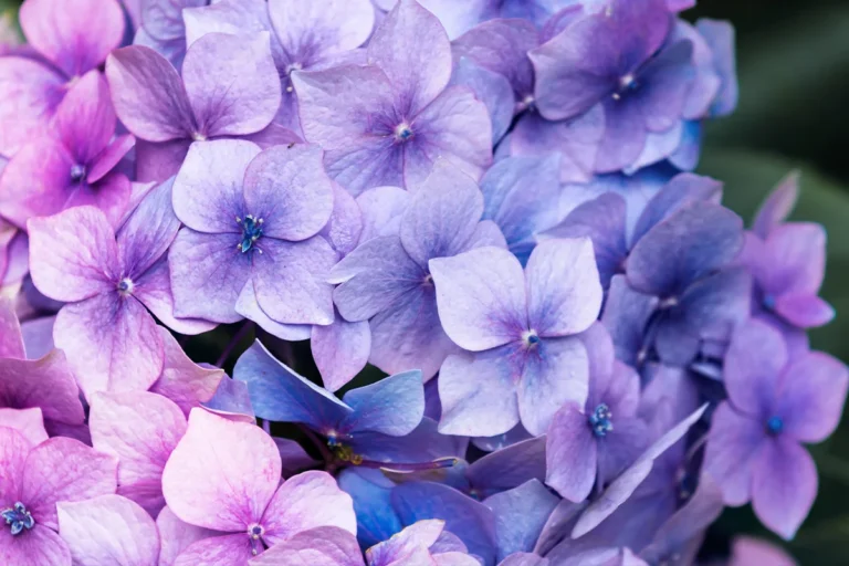hortensia herbier