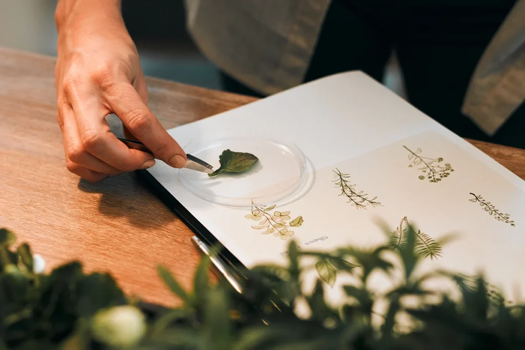 les différents herbiers botaniques décoratifs artistiques