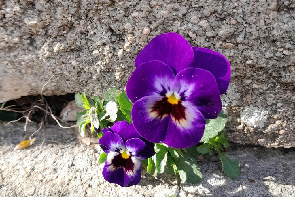 fleur pensée rocaille