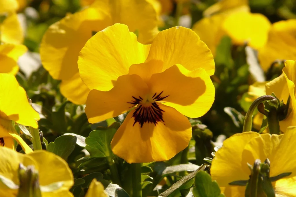 fleurs pensée jaune