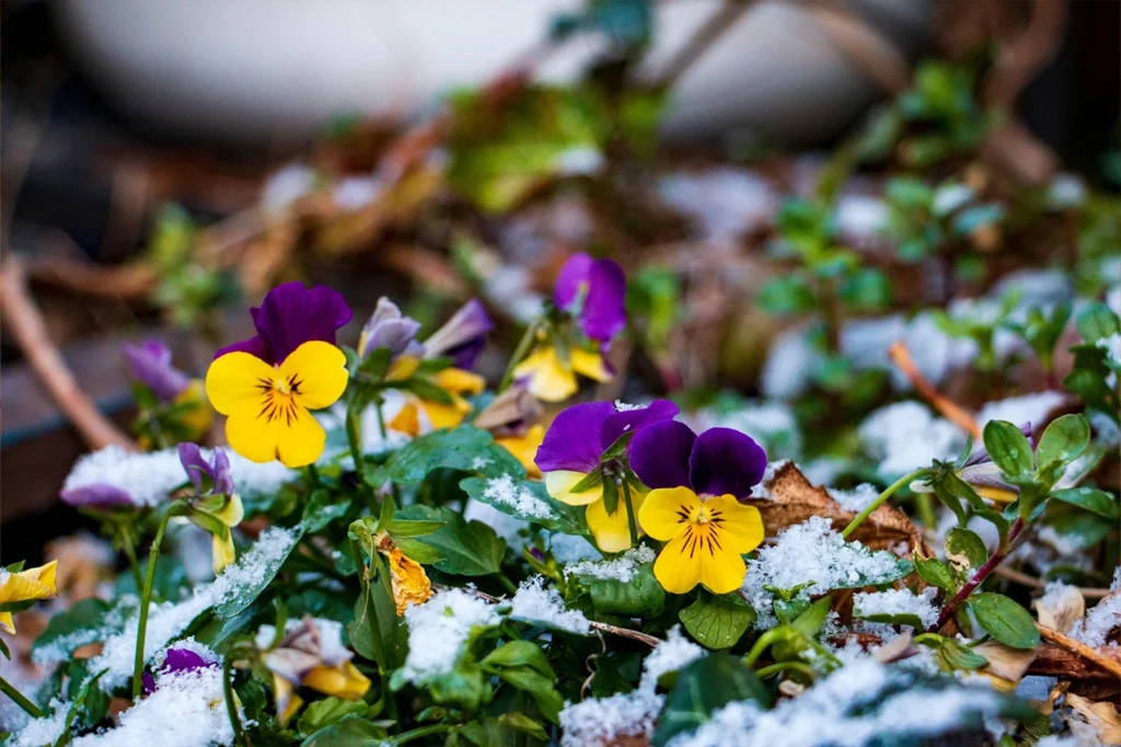 fleurs pensées hiver
