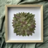 herbier de feuilles 02