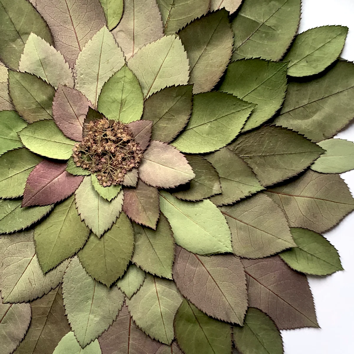herbier de feuilles 05